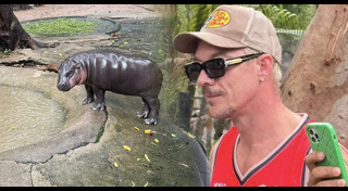 หมูเด้ง เขาเขียว