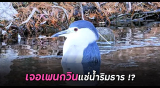 นกกระสา