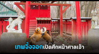 สุนัขจิ้งจอก