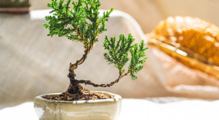 พันธุ์ไม้