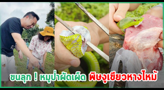 งูเขียวหางไหม้