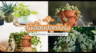 ต้นไม้ปลูกในบ้าน