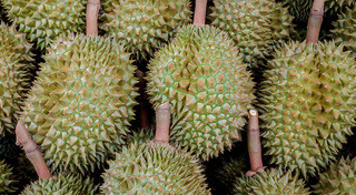 สวนผลไม้