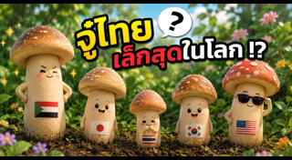อวัยวะเพศชาย