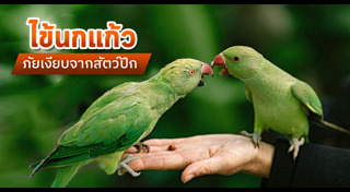 ไข้นกแก้ว