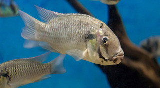 ปลาหมอคางดำ