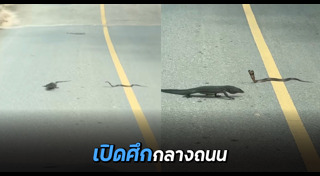 สัตว์มีพิษ