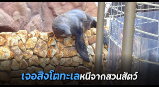 สิงโตทะเล