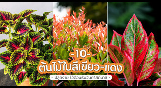 ต้นไม้ปลูกในบ้าน