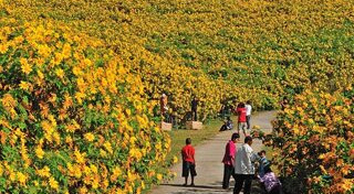 เส้นทางดอกไม้