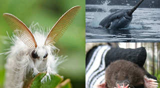 สัตว์แปลก