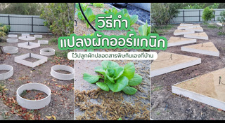 ผักสวนครัว