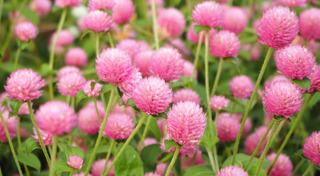 ดอกไม้มงคล