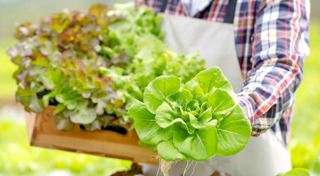 ผักไฮโดรโปนิกส์