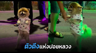 ปอมเมอเรเนียน