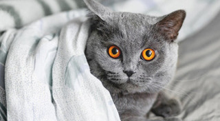 พันธุ์แมว