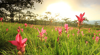 ที่เที่ยวชัยภูมิ