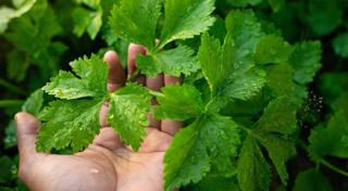 ปลูกผักสวนครัว