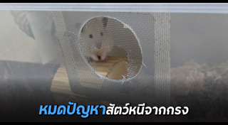 เซ็กส์ทอย