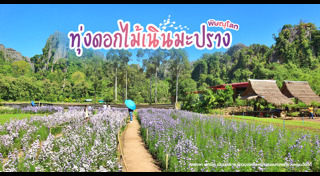 ทุ่งดอกไม้