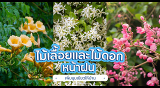 ไม้เลื้อย