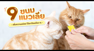 อาหารแมว