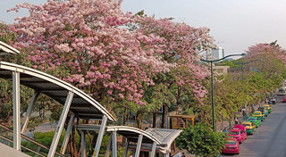 ดอกชมพูพันธุ์ทิพย์