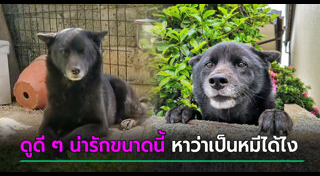 หมีดำ