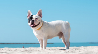 พันธุ์สุนัข