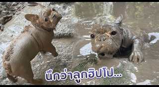 เฟรนช์ บูลด็อก