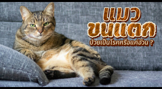 วิธีเลี้ยงแมว