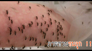 ทดลองวิทยาศาสตร์