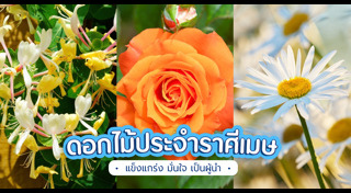 จัดสวน