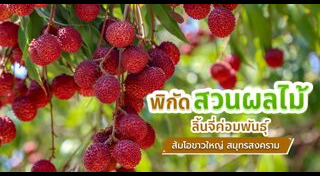 เที่ยวสมุทรสงคราม