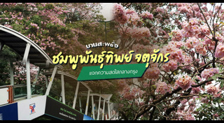 ดอกชมพูพันธุ์ทิพย์