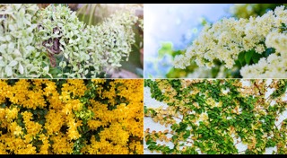 ไม้เลื้อย