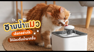 แมว