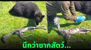 ซากสัตว์