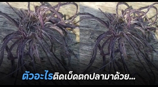 สัตว์น้ำ