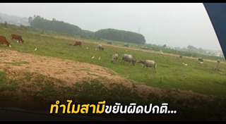 เล่นไพ่