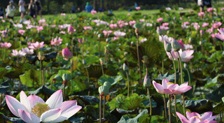 ที่เที่ยวกรุงเทพฯ