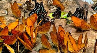 สระแก้ว