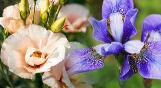 ดอกไม้มงคล