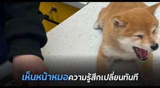 ชิบะ อินุ