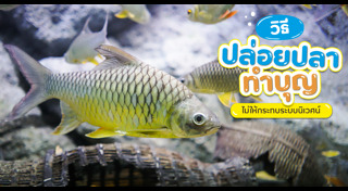 ปล่อยปลา