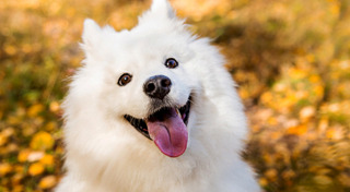 พันธุ์สุนัข