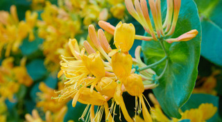 ไม้เลื้อย