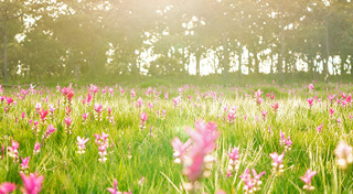 ที่เที่ยวชัยภูมิ