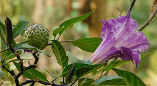 พืชมีพิษ