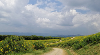 สวนดอกไม้